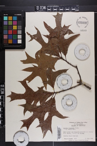 Quercus laevis image