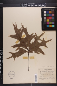 Quercus laevis image