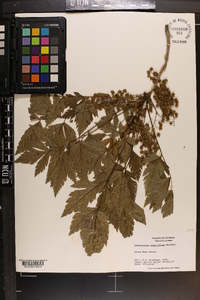 Xanthorhiza simplicissima image