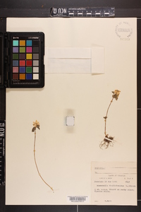 Thalictrum thalictroides image