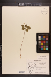 Thalictrum thalictroides image