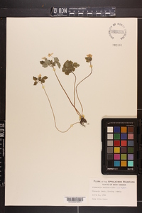 Thalictrum thalictroides image