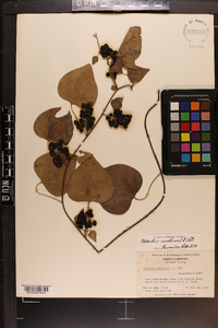 Nephroia carolina image