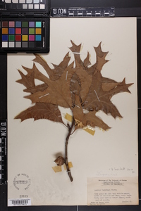 Quercus laevis image