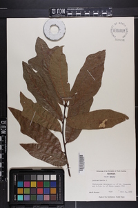 Quercus laevis image