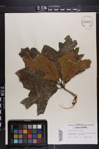 Quercus laevis image