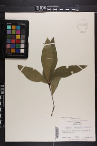 Quercus laurifolia image