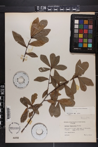 Quercus laurifolia image