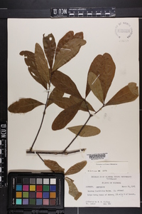 Quercus laurifolia image