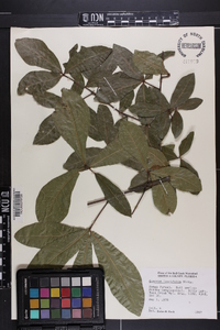 Quercus laurifolia image