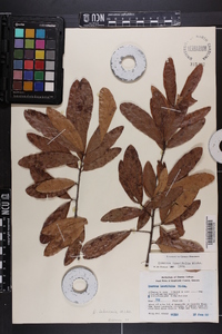 Quercus laurifolia image