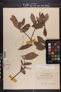 Quercus laurifolia image