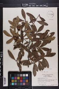 Quercus laurifolia image