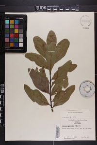 Quercus laurifolia image