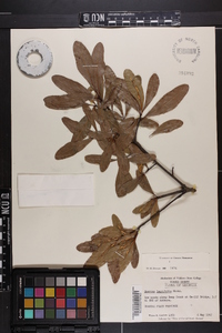 Quercus laurifolia image