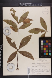Quercus laurifolia image