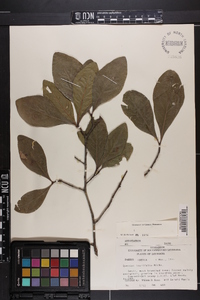 Quercus laurifolia image