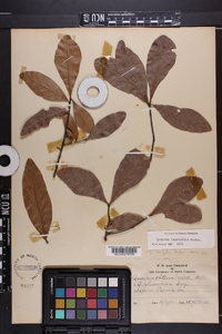 Quercus laurifolia image