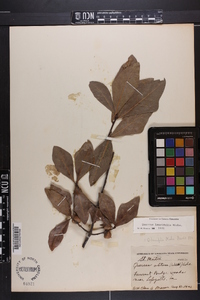 Quercus laurifolia image