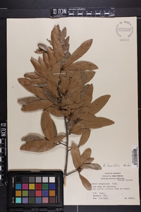 Quercus laurifolia image