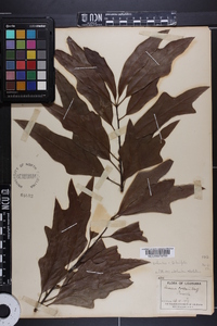 Quercus laurifolia image