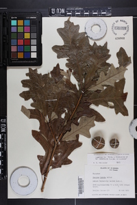 Quercus lyrata image