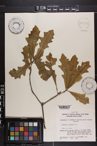 Quercus lyrata image