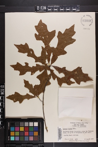 Quercus lyrata image