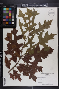 Quercus lyrata image