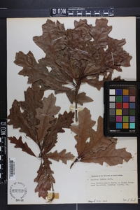 Quercus lyrata image