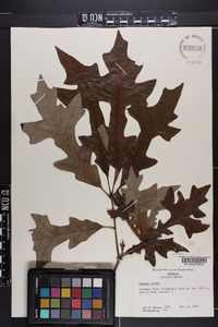 Quercus lyrata image