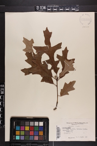 Quercus lyrata image