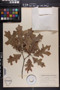 Quercus lyrata image