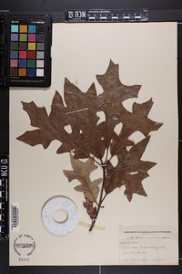 Quercus lyrata image