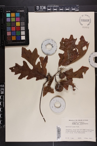 Quercus lyrata image