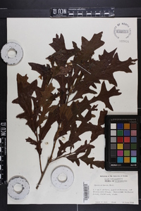 Quercus lyrata image