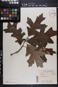 Quercus lyrata image