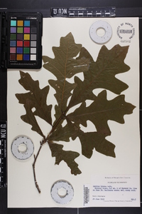 Quercus lyrata image