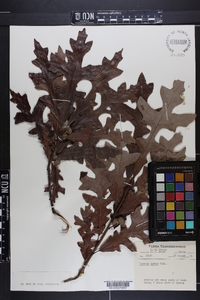 Quercus lyrata image