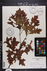 Quercus lyrata image