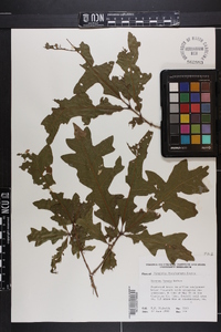 Quercus lyrata image