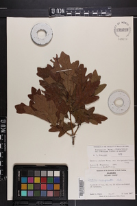 Quercus margaretta image