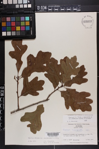 Quercus margaretta image