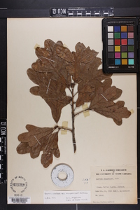 Quercus margaretta image