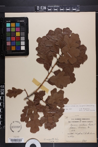 Quercus margaretta image