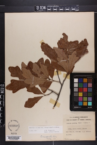 Quercus margaretta image