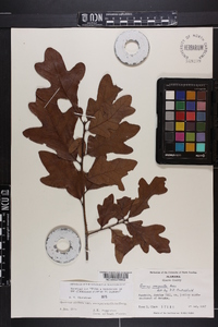 Quercus margaretta image