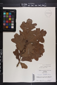 Quercus margaretta image