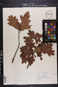 Quercus margaretta image