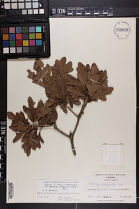 Quercus margaretta image